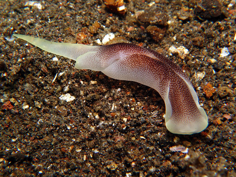 Chelidonura amoena